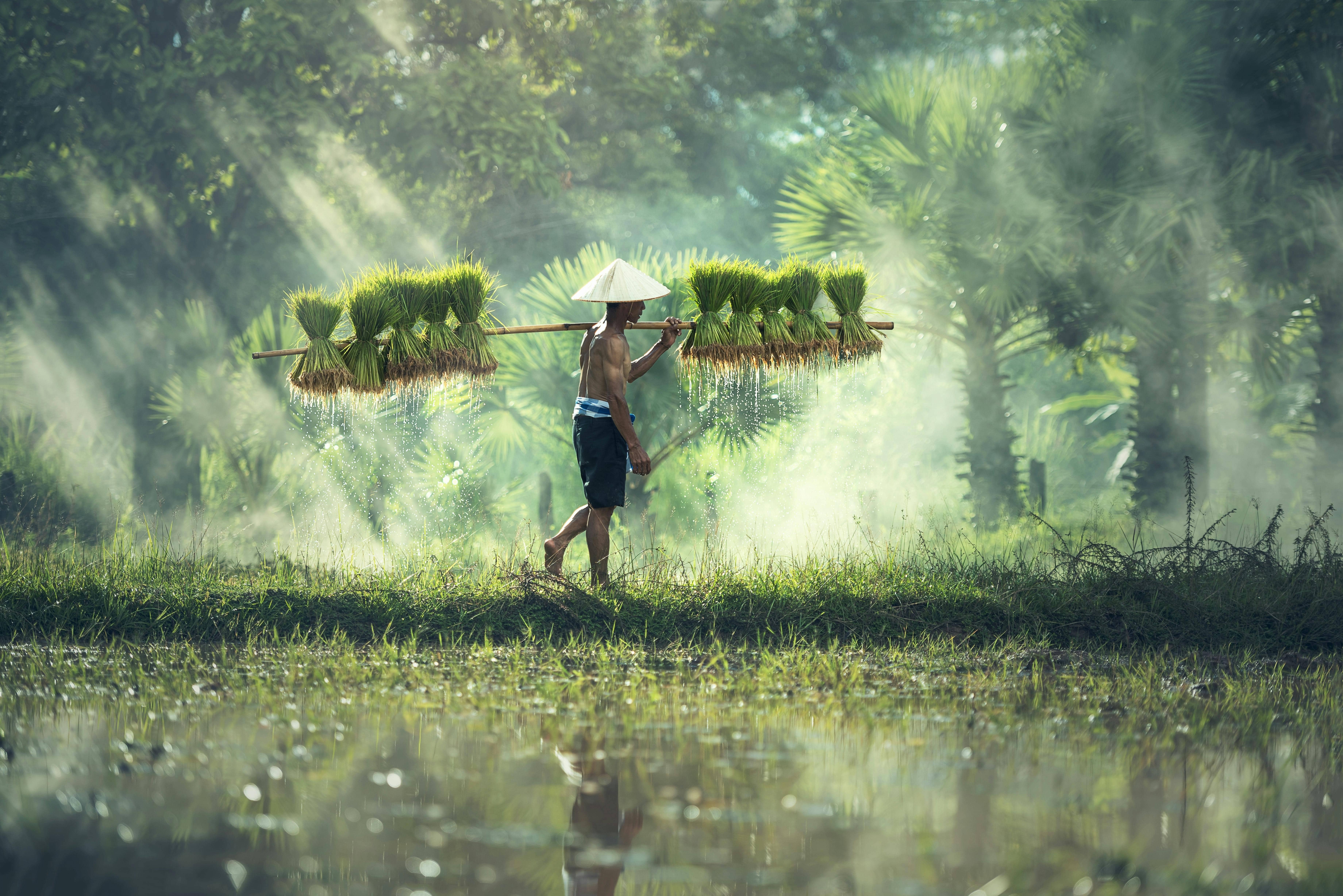 Witness the simplicity and tranquility of life in Asia as a man walks through a farm carrying green grass. Embrace the rural charm with DREW TRAVEL.