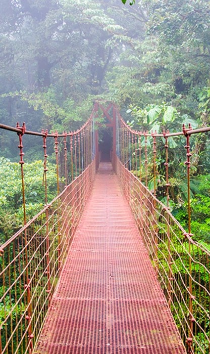 red bridge in the middle of a jungle