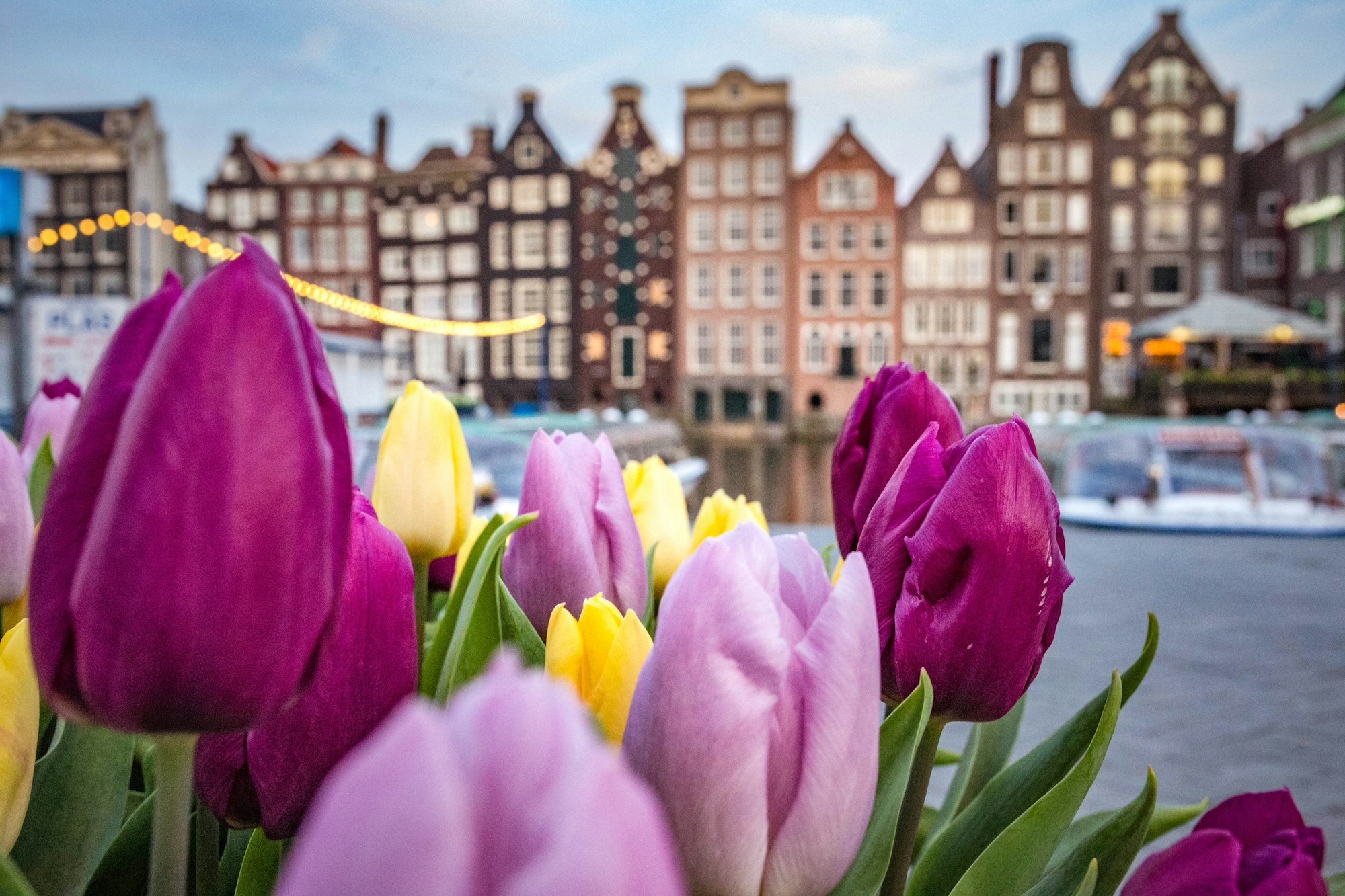 Pink, Yellow, and Purple Tulips in Amsterdam
