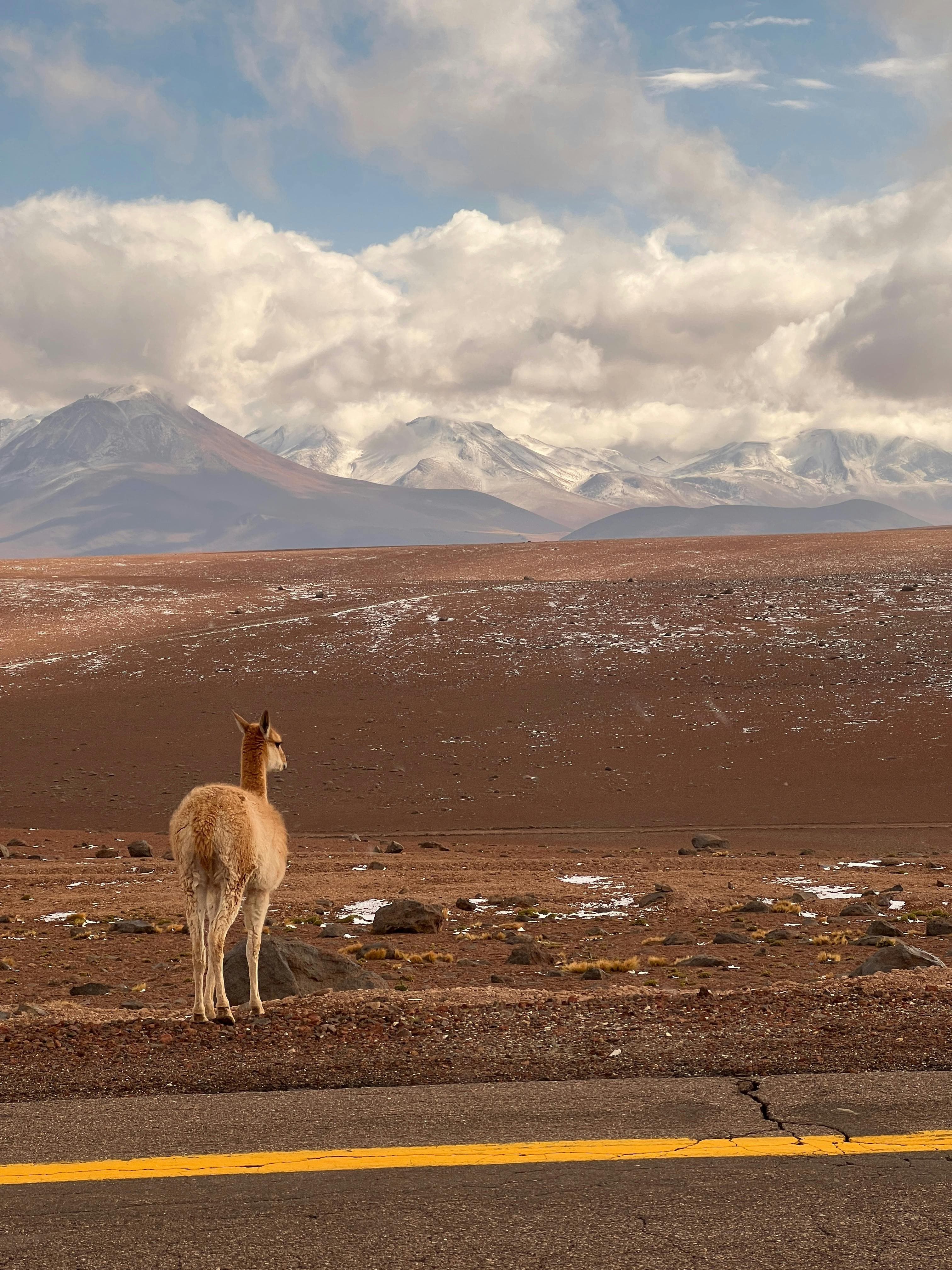 Encounter the charm of South America as a llama grazes in a scenic field